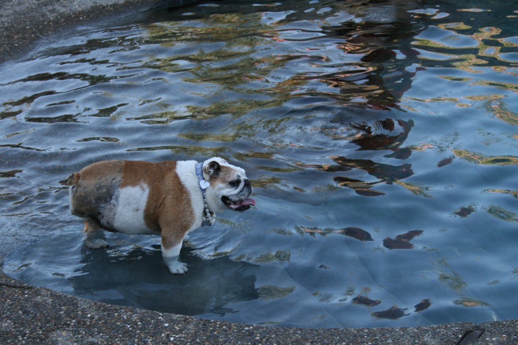 Bulldog's are notirious for being "sinkers"...she swims, a little.